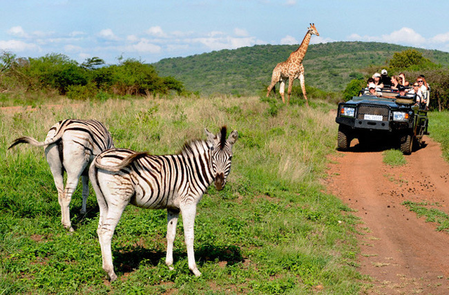 South Africa - Safari